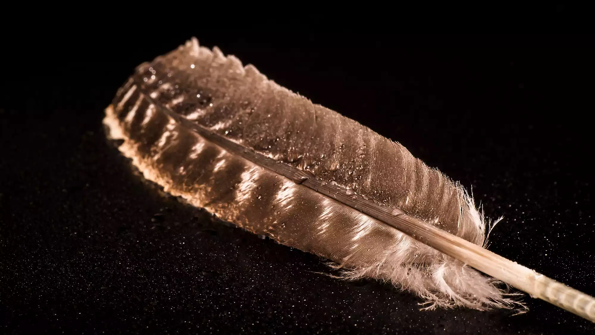 Read more about the article Dedal i Ikar – priča o tijelu, egu i putu koji se ne može požuriti